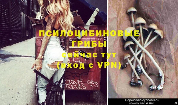 гашик Белокуриха